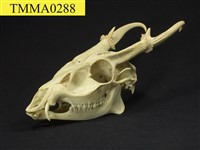 藏品(山羌頭骨)的圖片